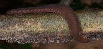 Media type: image; Invertebrate Zoology 131441